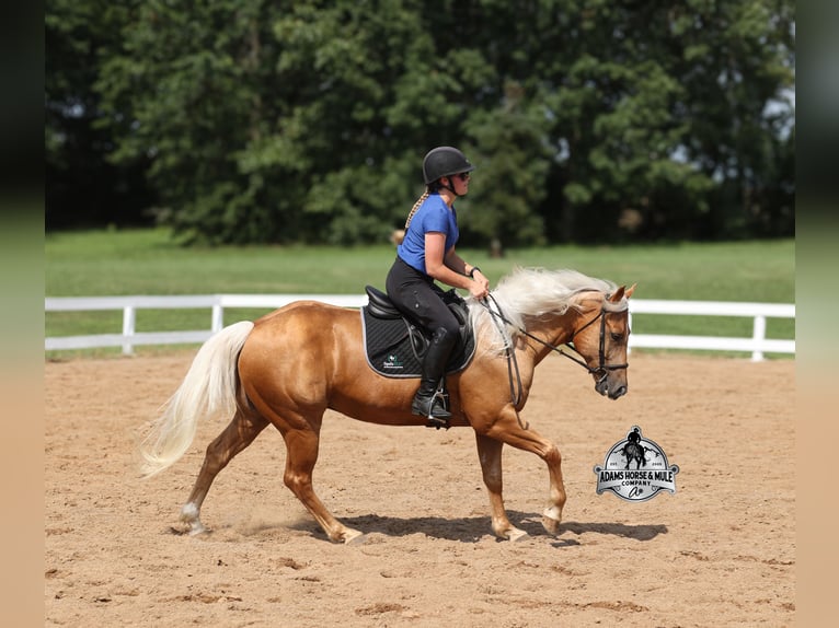 Quarter horse américain Hongre 7 Ans 152 cm Palomino in Gladstone, NJ