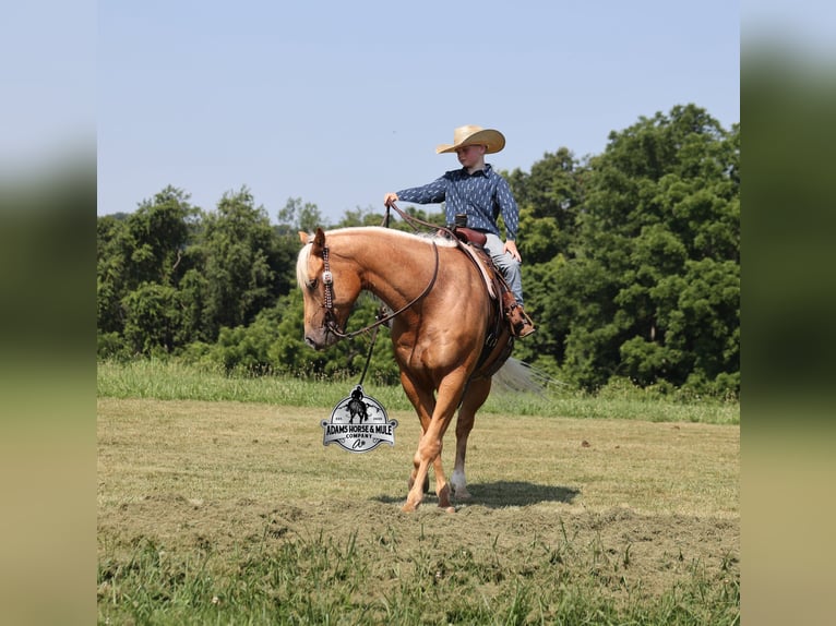 Quarter horse américain Hongre 7 Ans 152 cm Palomino in Gladstone, NJ