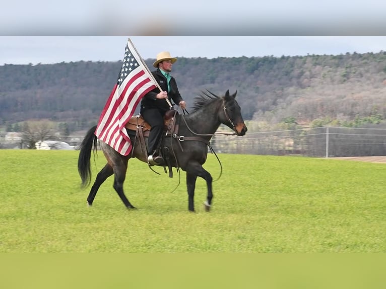 Quarter horse américain Croisé Hongre 7 Ans 152 cm Roan-Bay in Rebersburg, PA