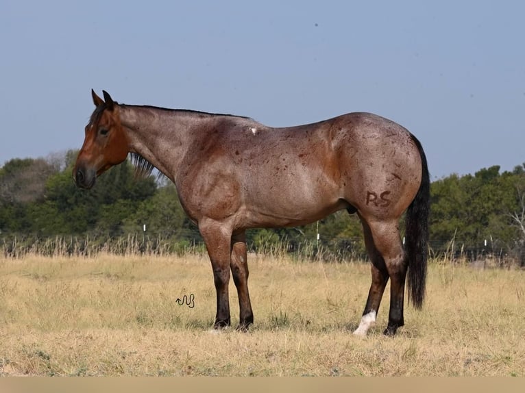 Quarter horse américain Hongre 7 Ans 152 cm Roan-Bay in Waco, TX