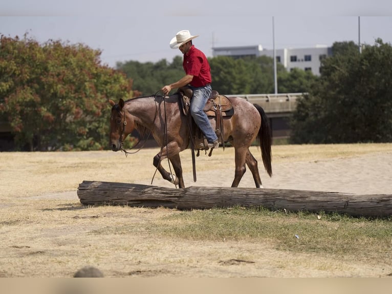 Quarter horse américain Hongre 7 Ans 152 cm Roan-Bay in Waco, TX