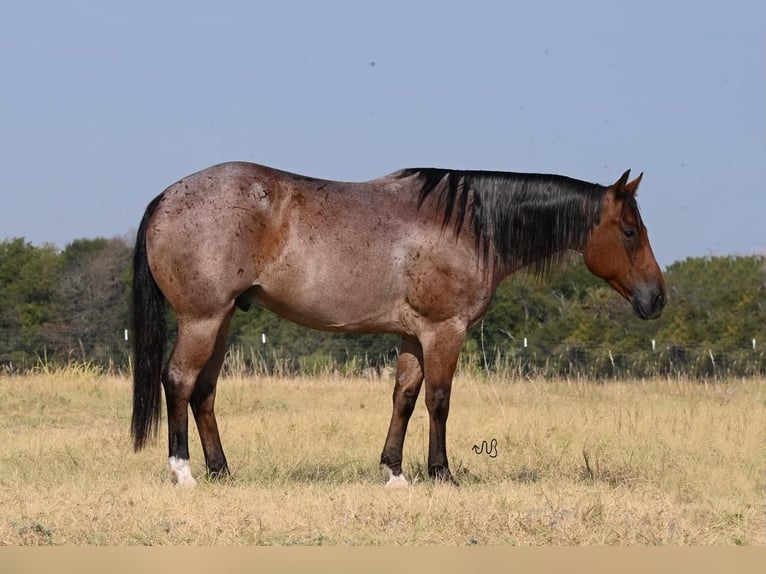 Quarter horse américain Hongre 7 Ans 152 cm Roan-Bay in Waco, TX