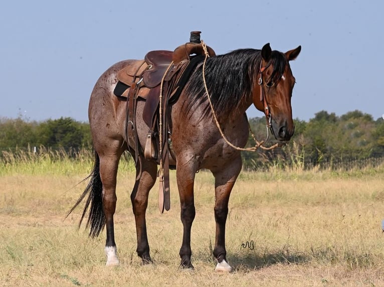 Quarter horse américain Hongre 7 Ans 152 cm Roan-Bay in Waco, TX