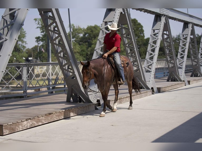 Quarter horse américain Hongre 7 Ans 152 cm Roan-Bay in Waco, TX