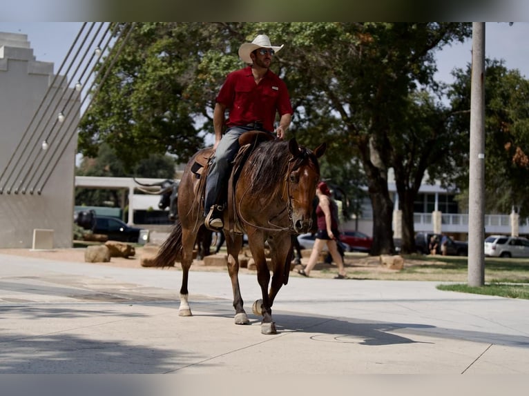 Quarter horse américain Hongre 7 Ans 152 cm Roan-Bay in Waco, TX