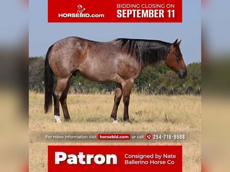 Quarter horse américain Hongre 7 Ans 152 cm Roan-Bay in Waco, TX