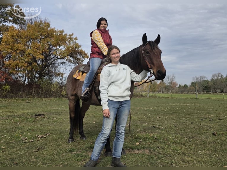 Quarter horse américain Hongre 7 Ans 152 cm Roan-Bay in Gladwin, MI