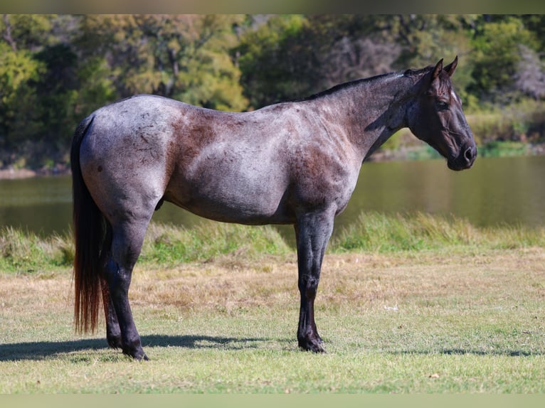 Quarter horse américain Hongre 7 Ans 152 cm Rouan Bleu in Forney