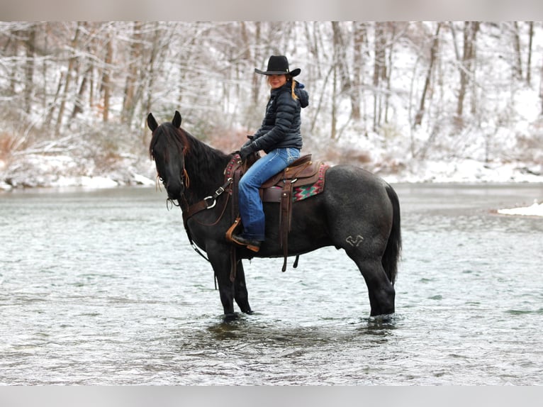 Quarter horse américain Hongre 7 Ans 152 cm Rouan Bleu in Clarion
