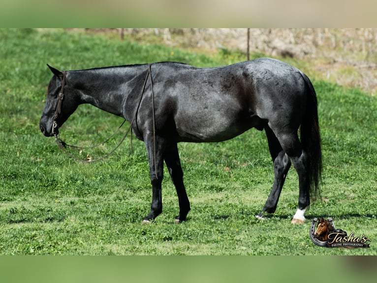 Quarter horse américain Hongre 7 Ans 152 cm Rouan Bleu in Henderson