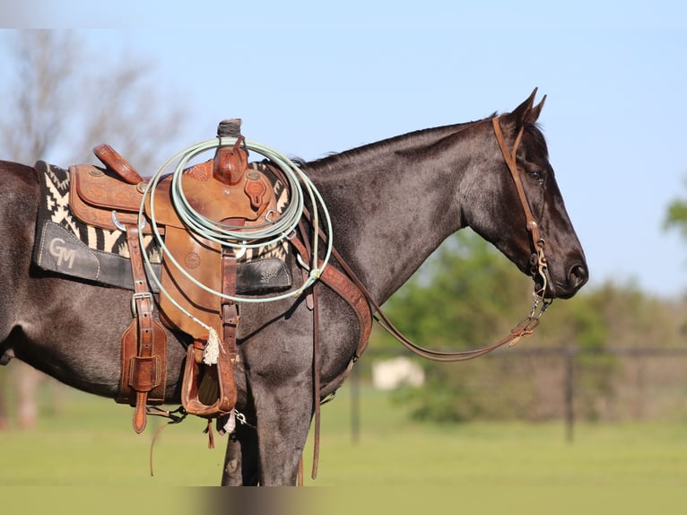 Quarter horse américain Hongre 7 Ans 152 cm Rouan Bleu in Pilot Point, TX