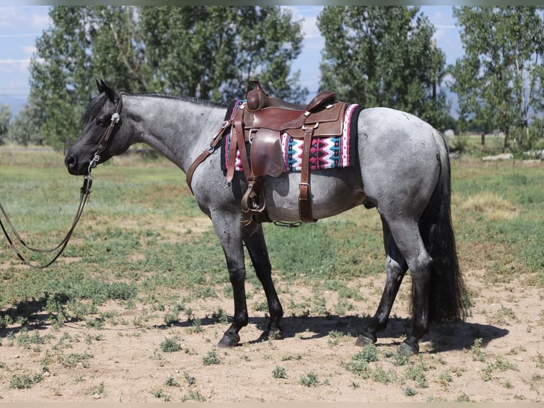 Quarter horse américain Hongre 7 Ans 152 cm Rouan Bleu in Fort Collins