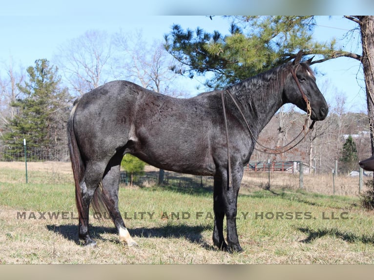 Quarter horse américain Hongre 7 Ans 152 cm Rouan Bleu in Cherryville NC