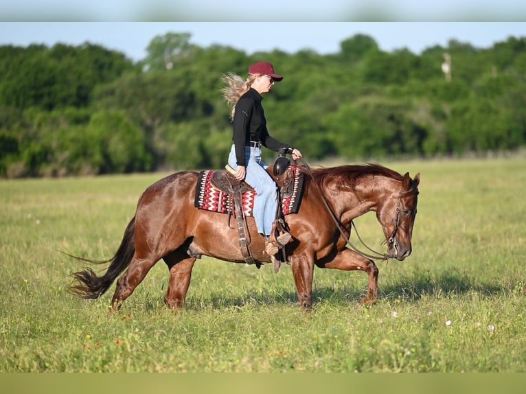 Quarter horse américain Hongre 7 Ans 152 cm Rouan Rouge in Waco