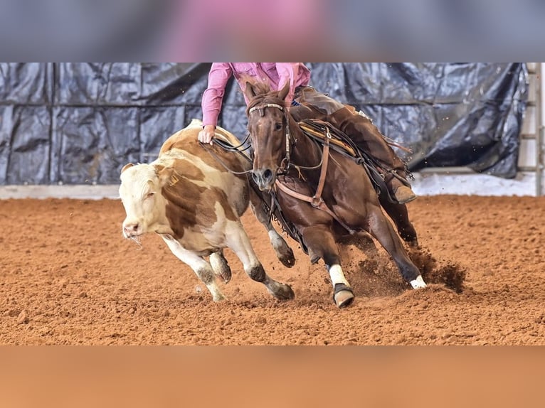 Quarter horse américain Hongre 7 Ans 152 cm Rouan Rouge in Waco