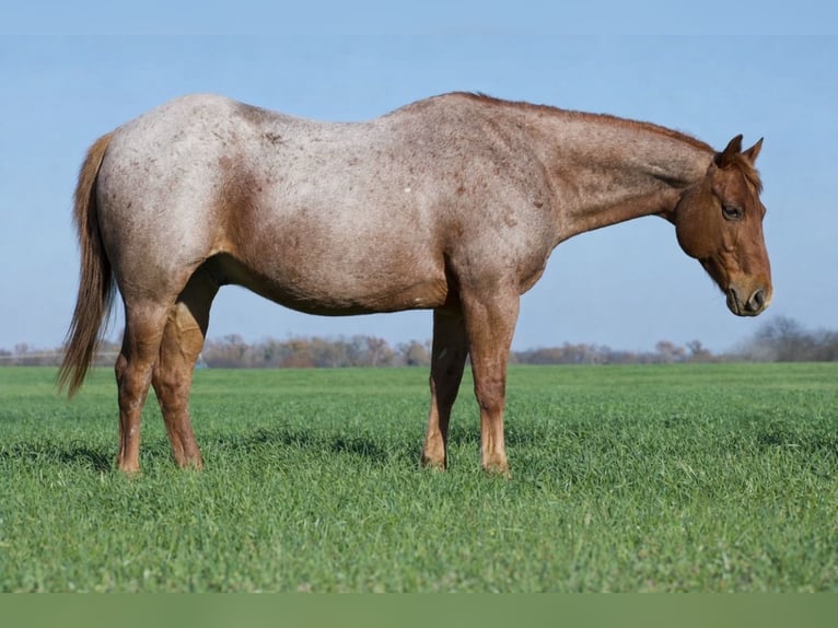 Quarter horse américain Hongre 7 Ans 152 cm Rouan Rouge in Sulphur Springs