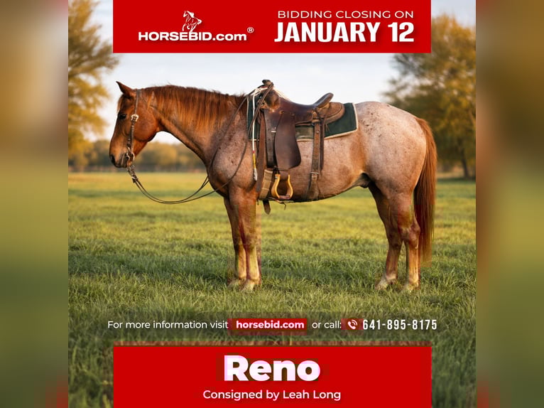 Quarter horse américain Hongre 7 Ans 152 cm Rouan Rouge in Sulphur Springs