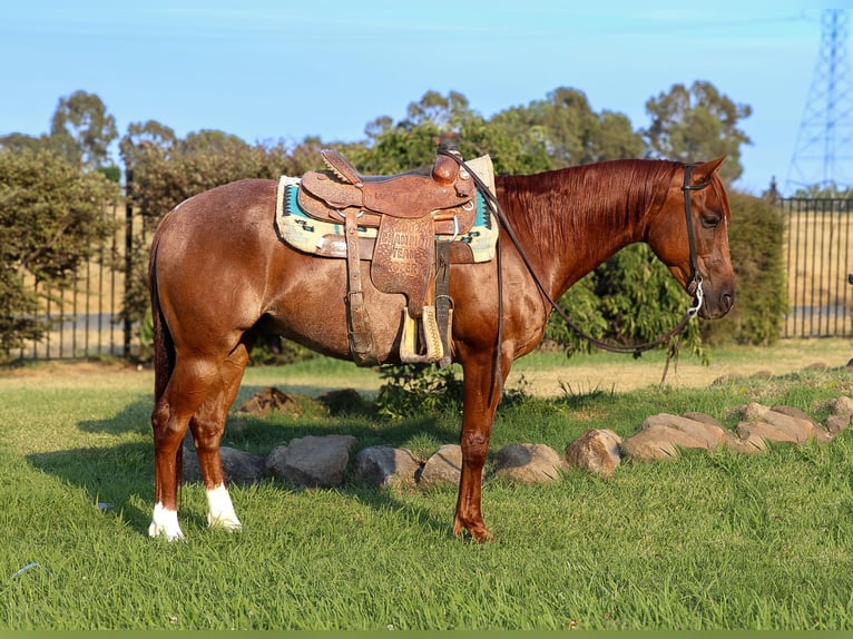 Quarter horse américain Hongre 7 Ans 152 cm Rouan Rouge in Pleasant Grove CA