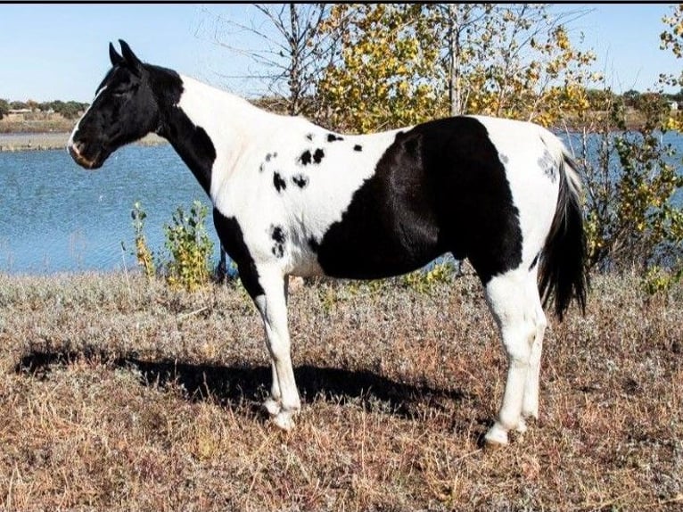 Quarter horse américain Hongre 7 Ans 152 cm Tobiano-toutes couleurs in Amarillo TX