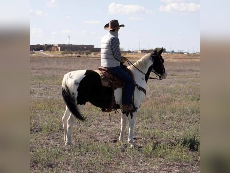 Quarter horse américain Hongre 7 Ans 152 cm Tobiano-toutes couleurs in Amarillo TX