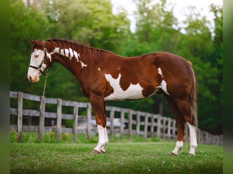 Quarter horse américain Hongre 7 Ans 152 cm Tobiano-toutes couleurs in Narvon