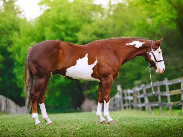 Quarter horse américain Hongre 7 Ans 152 cm Tobiano-toutes couleurs in Narvon