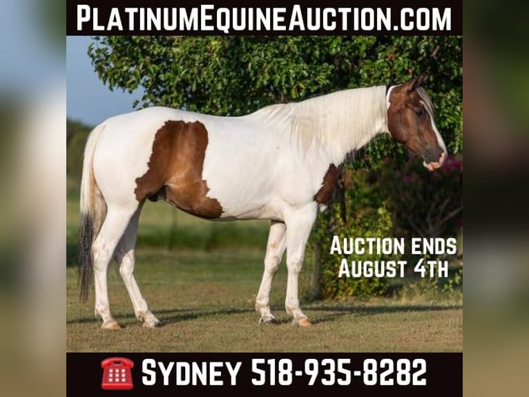 Quarter horse américain Hongre 7 Ans 152 cm Tobiano-toutes couleurs in Granbury TX