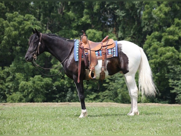 Quarter horse américain Hongre 7 Ans 152 cm Tobiano-toutes couleurs in Somerset KY