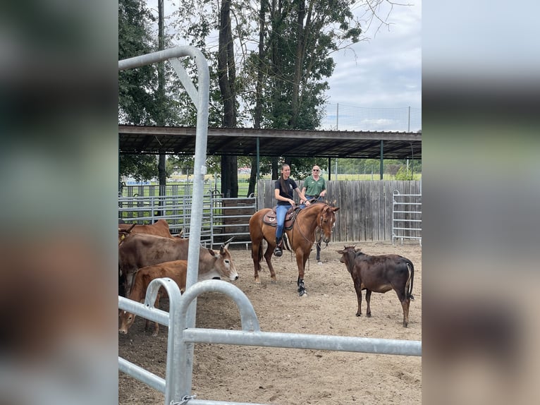 Quarter horse américain Hongre 7 Ans 153 cm Alezan in Tamm