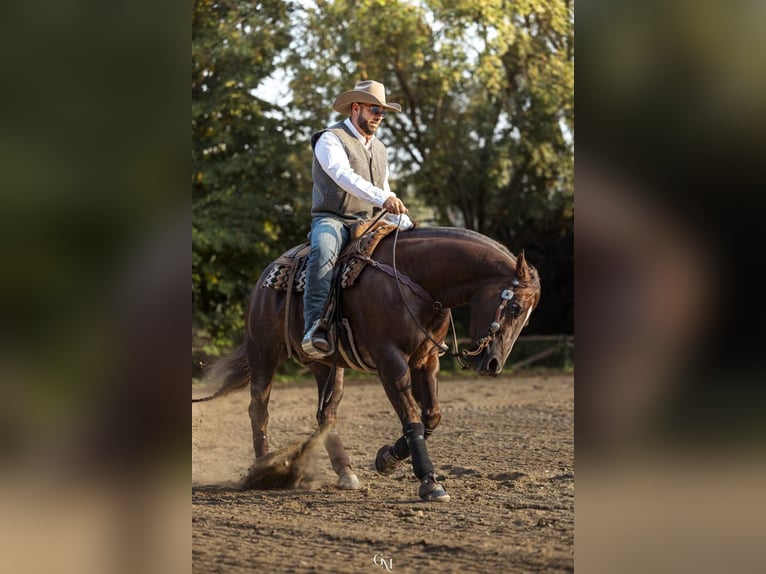 Quarter horse américain Hongre 7 Ans 154 cm Alezan dun in Cassano D'Adda