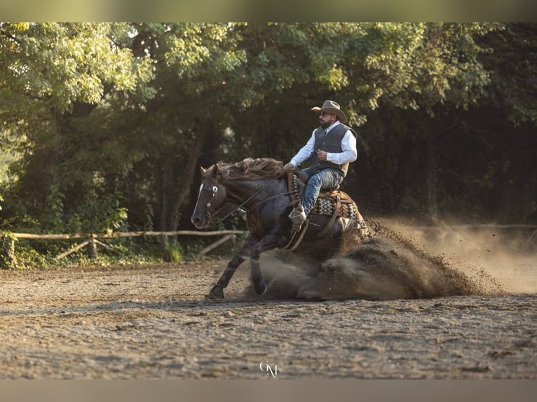Quarter horse américain Hongre 7 Ans 154 cm Alezan dun in Cassano D'Adda