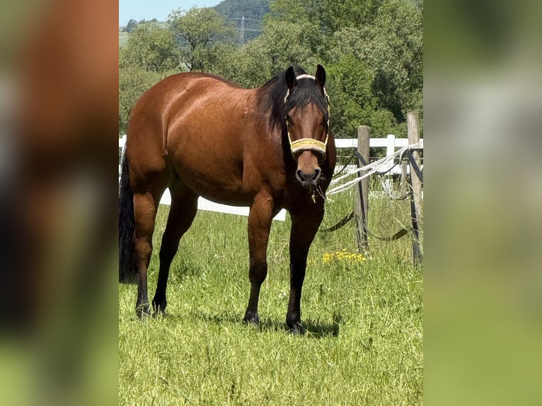 Quarter horse américain Hongre 7 Ans 154 cm Bai in Delligsen