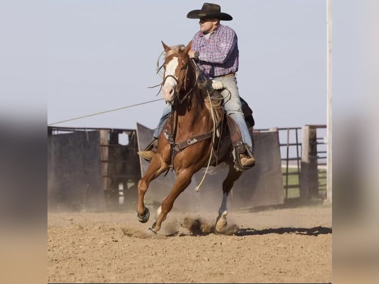 Quarter horse américain Hongre 7 Ans 155 cm Alezan cuivré in Bernard