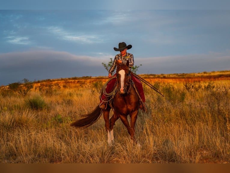 Quarter horse américain Hongre 7 Ans 155 cm Alezan cuivré in Canyon