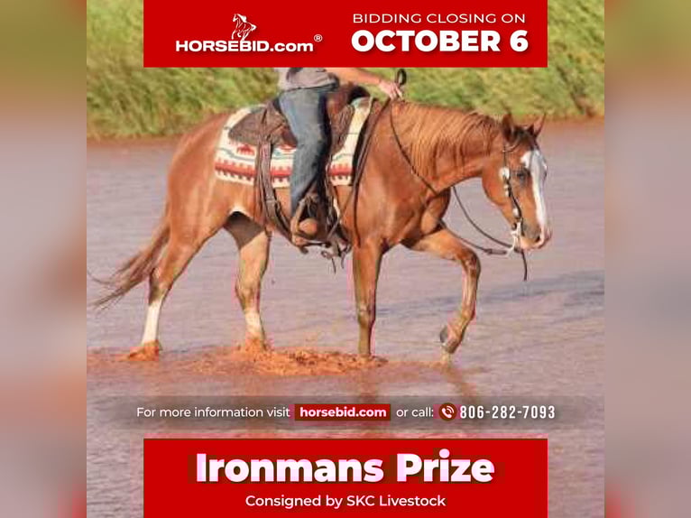 Quarter horse américain Hongre 7 Ans 155 cm Alezan cuivré in Canyon