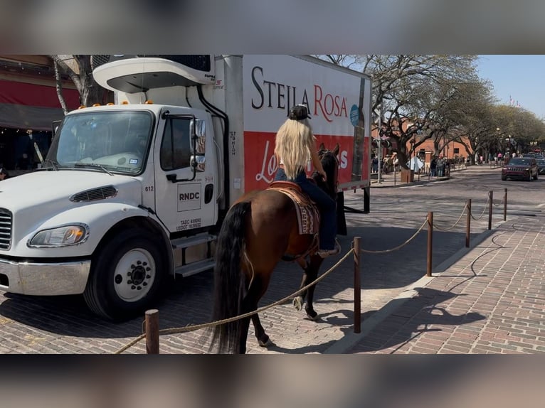 Quarter horse américain Hongre 7 Ans 155 cm Bai cerise in Ponder, TX