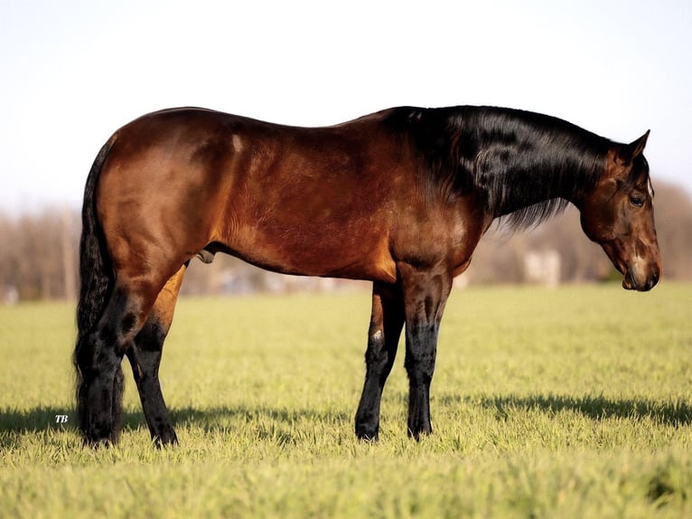 Quarter horse américain Hongre 7 Ans 155 cm Bai cerise in Ponder, TX