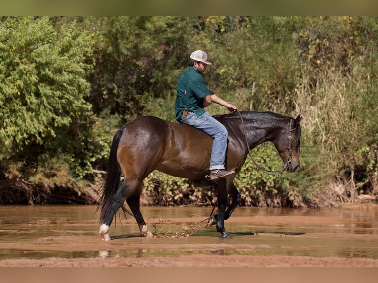 Quarter horse américain Hongre 7 Ans 155 cm Bai cerise in Waco, TX