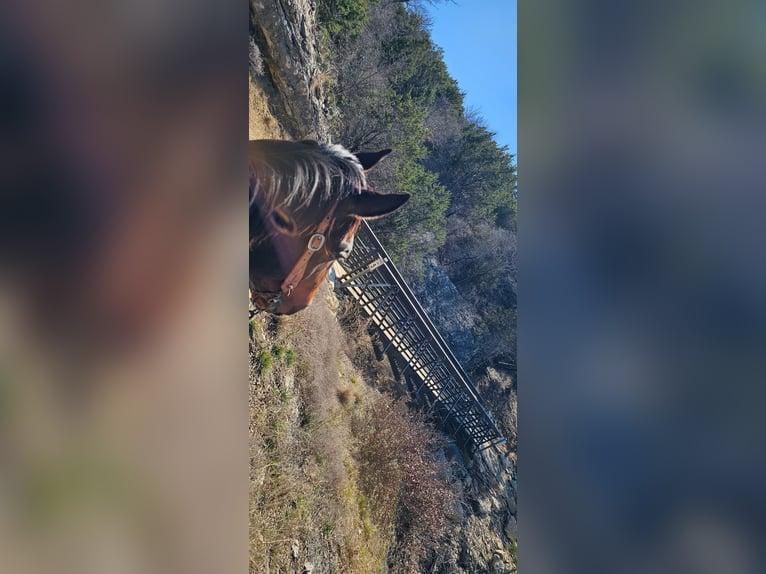 Quarter horse américain Hongre 7 Ans 155 cm Bai cerise in Weatherford