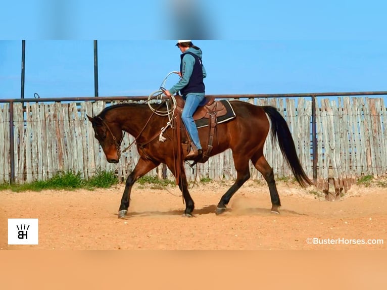 Quarter horse américain Hongre 7 Ans 155 cm Bai cerise in Weatherford