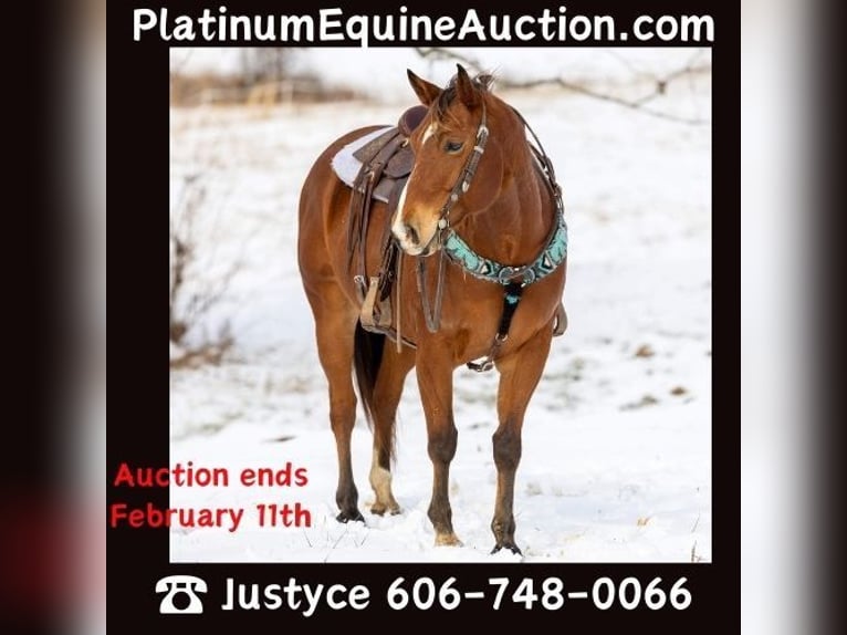 Quarter horse américain Hongre 7 Ans 155 cm Bai cerise in Carlisle KY