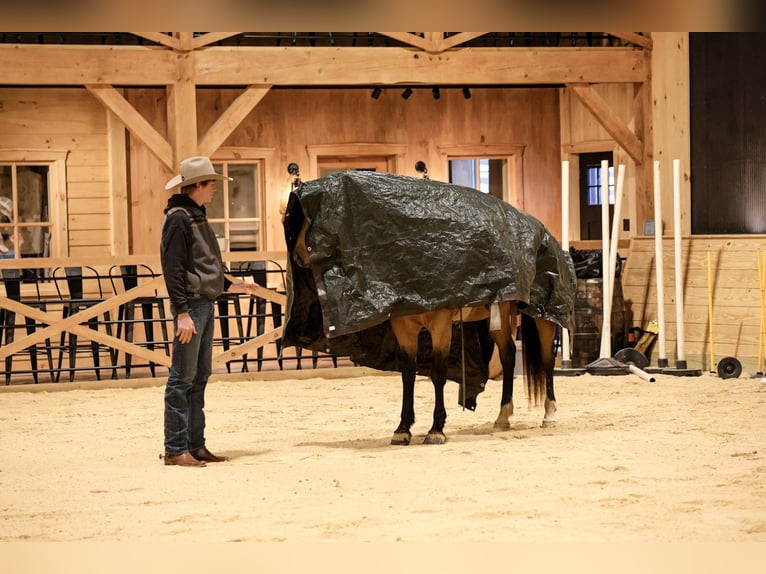 Quarter horse américain Hongre 7 Ans 155 cm Buckskin in Needmore