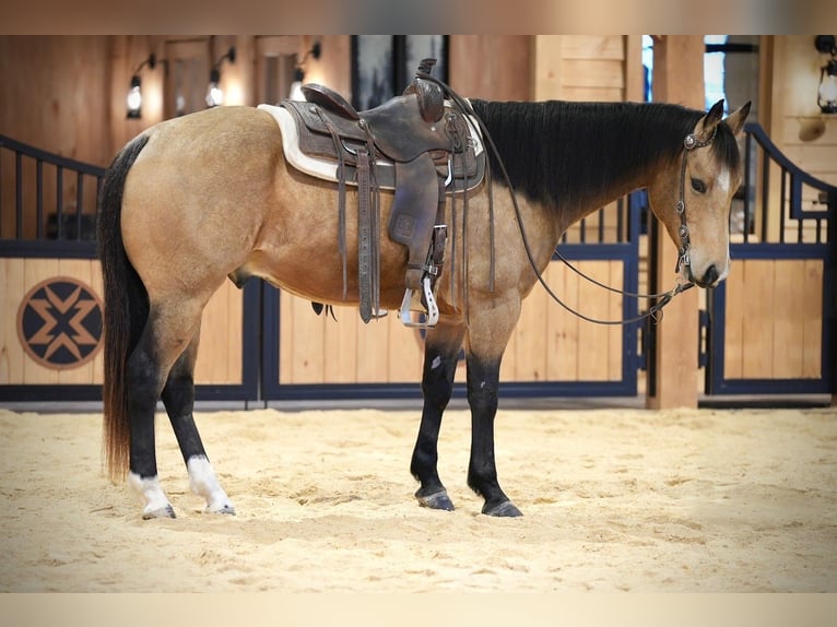 Quarter horse américain Hongre 7 Ans 155 cm Buckskin in Needmore