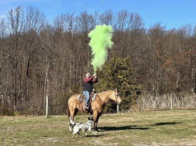 Quarter horse américain Hongre 7 Ans 155 cm Buckskin in New Holland