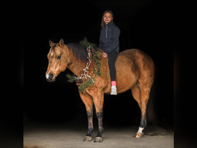 Quarter horse américain Hongre 7 Ans 155 cm Buckskin in New Holland