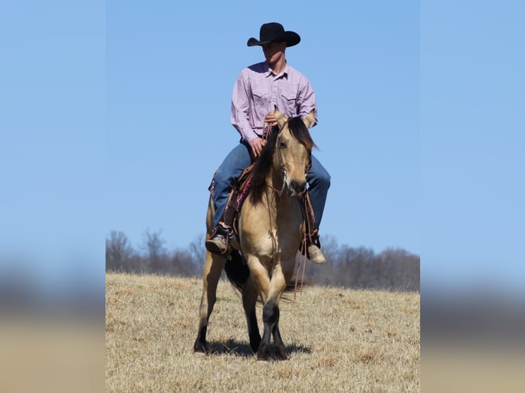 Quarter horse américain Hongre 7 Ans 155 cm Buckskin in Mount Vernon Ky