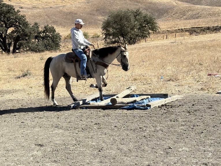 Quarter horse américain Hongre 7 Ans 155 cm Buckskin in Paicines CA