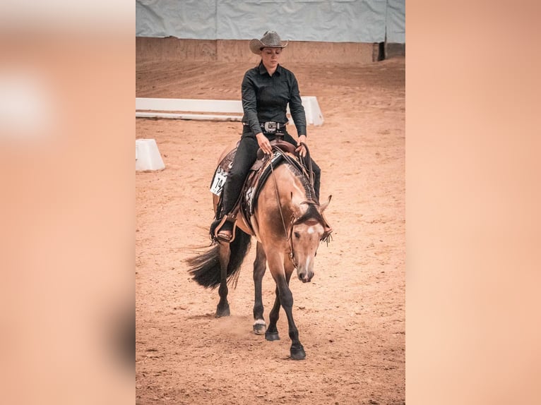 Quarter horse américain Hongre 7 Ans 155 cm Buckskin in Simonswald