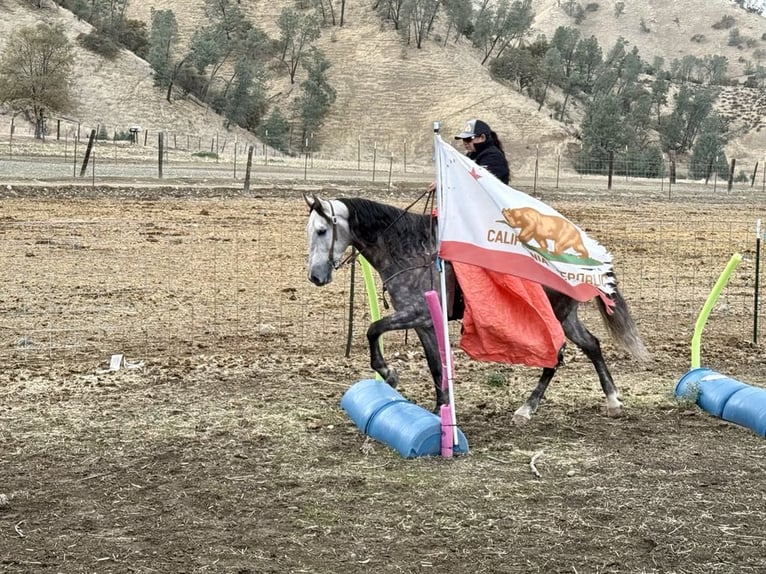 Quarter horse américain Hongre 7 Ans 155 cm Gris pommelé in Paicines CA