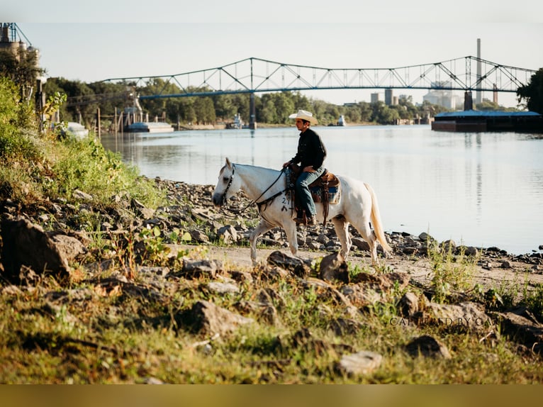 Quarter horse américain Hongre 7 Ans 155 cm Gris in Lewistown